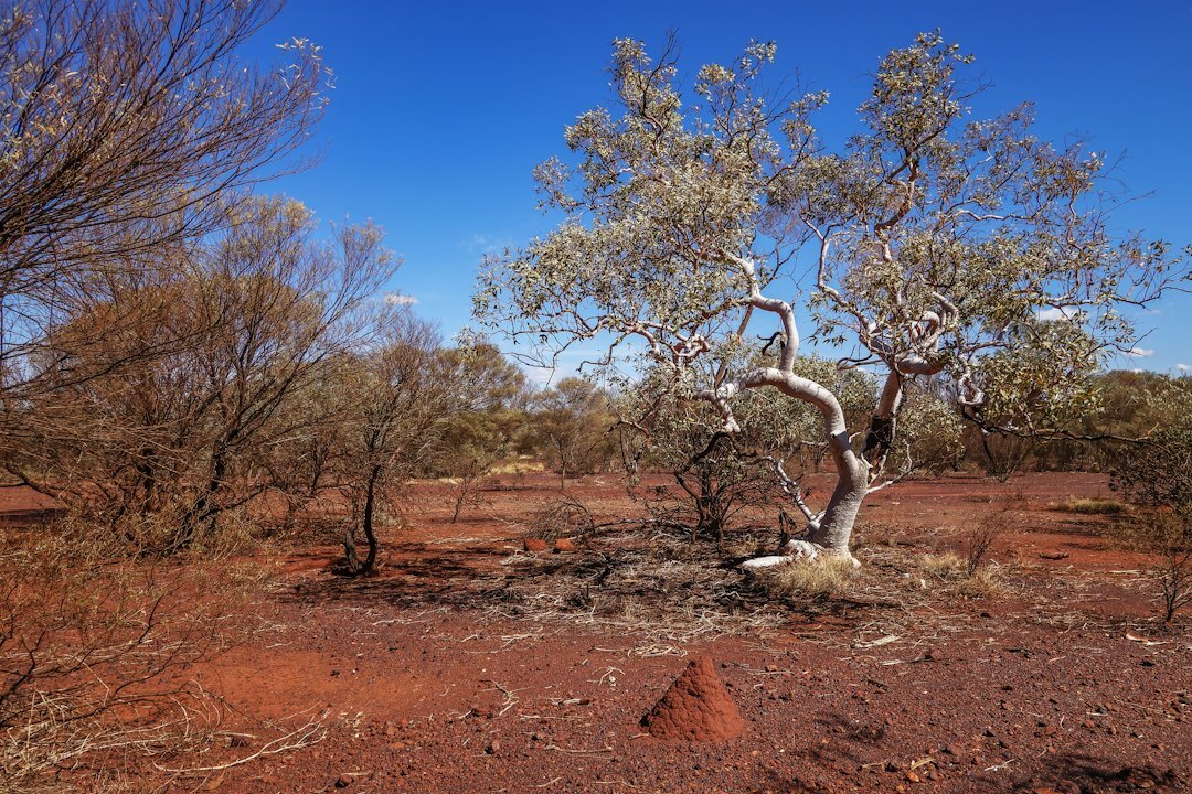 australian outback landscape
