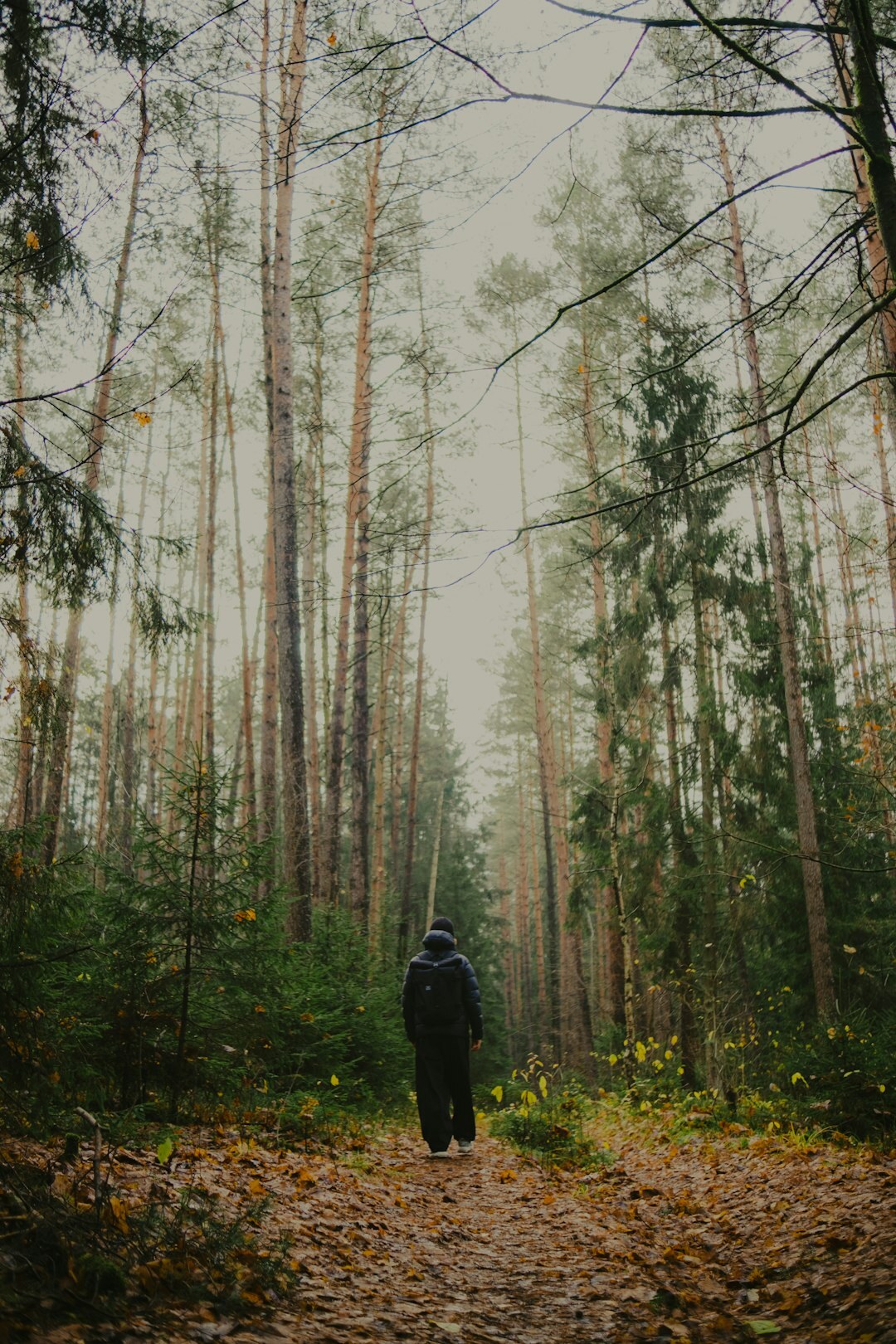 person walking in misty forest